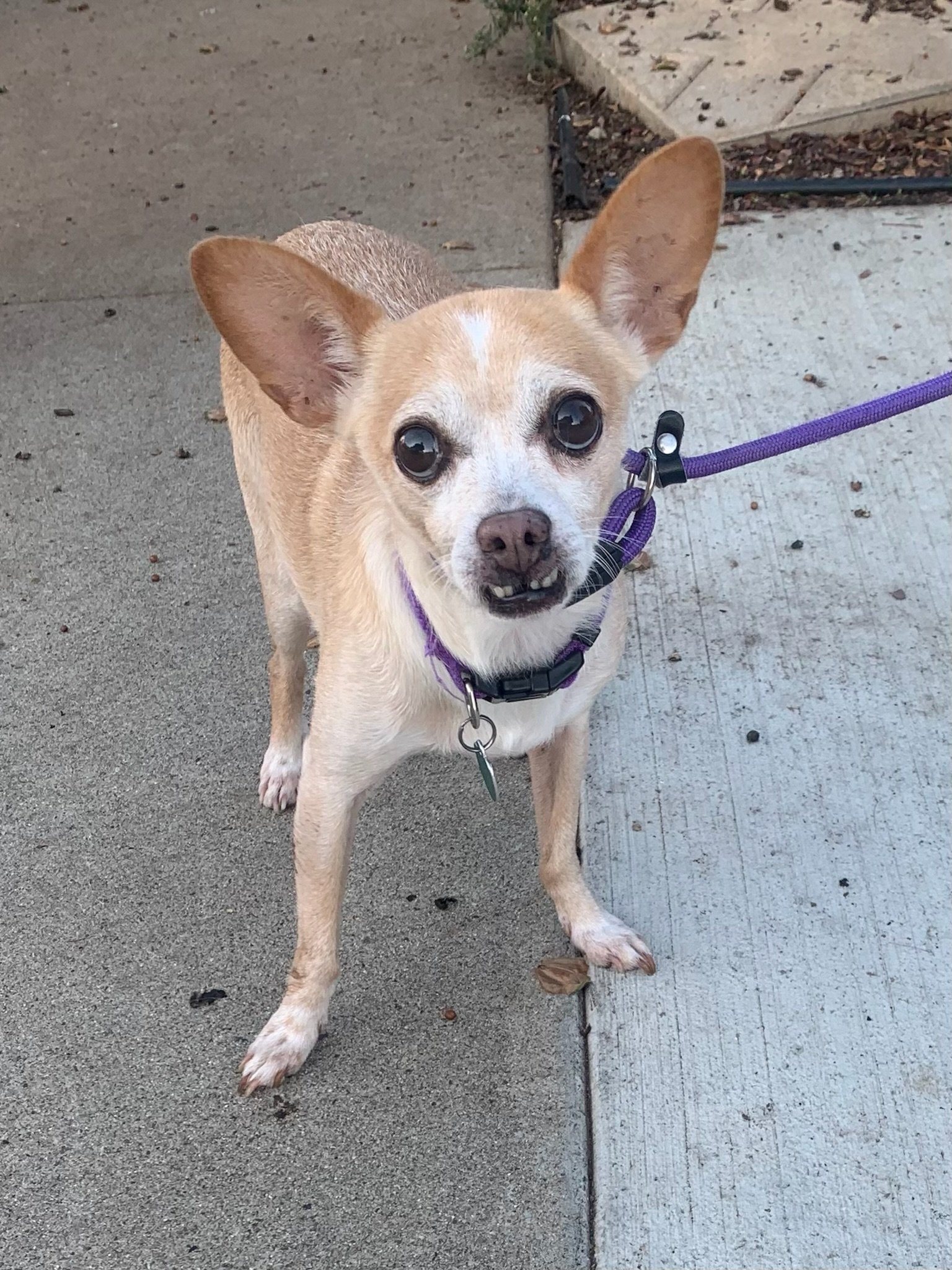adoptable Dog in Costa Mesa, CA named Bravo *Courtesy Post*