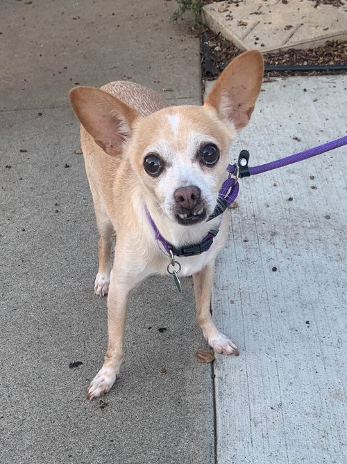 BRAVO *COURTESY POST* - Chihuahua available for adoption