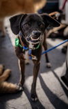 adoptable Dog in Costa Mesa, CA named Scamp