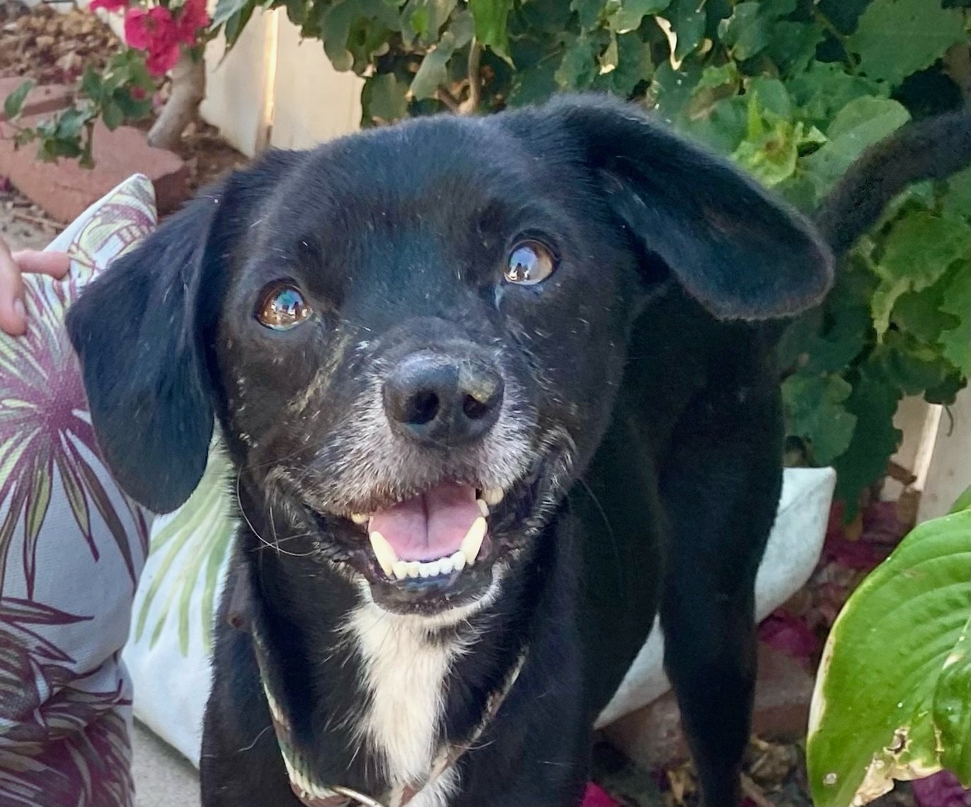 adoptable Dog in Costa Mesa, CA named Scamp