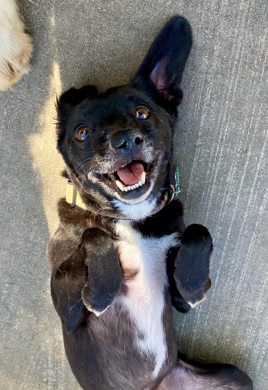 Scamp