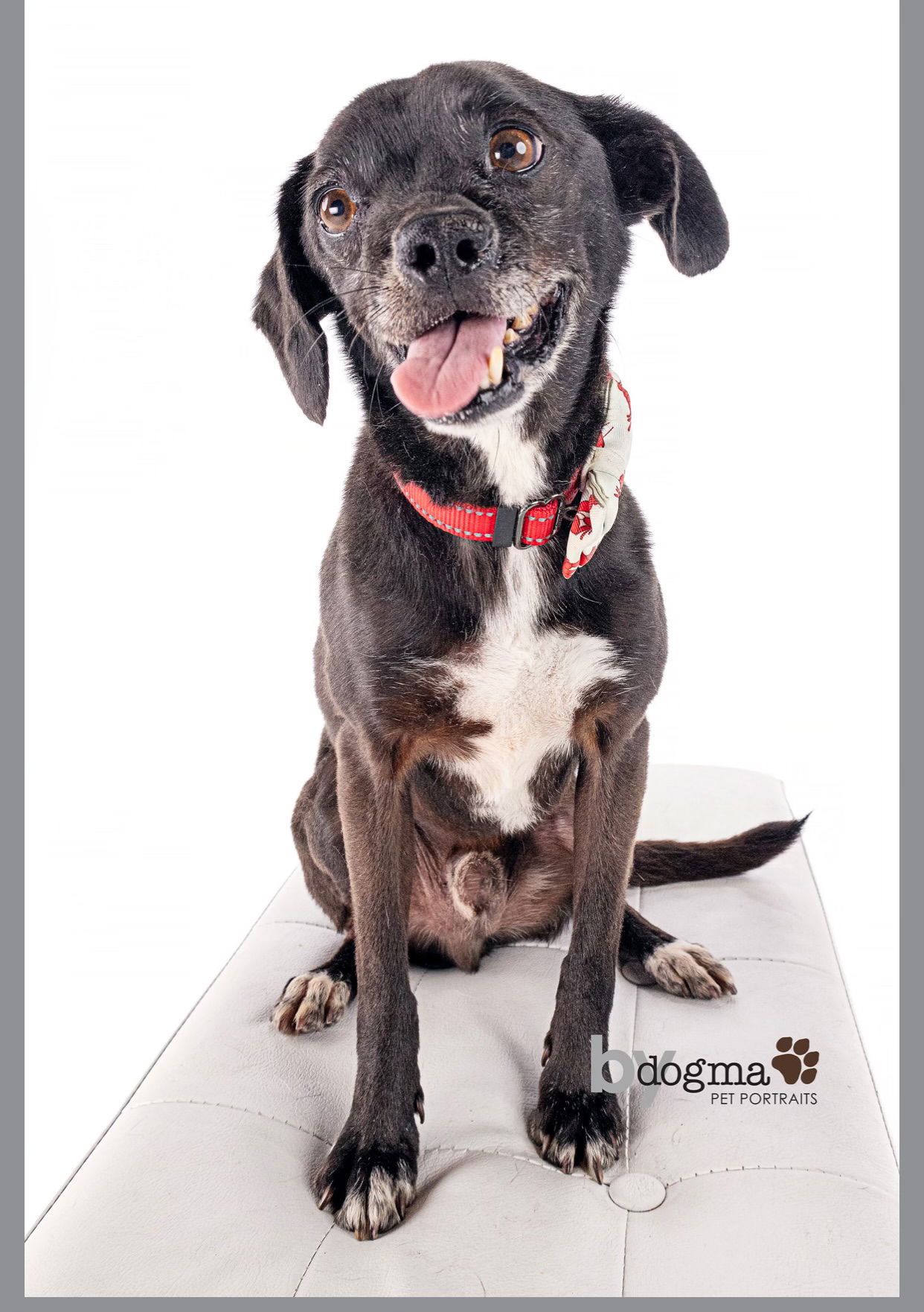 adoptable Dog in Costa Mesa, CA named Scamp