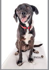 adoptable Dog in  named Scamp