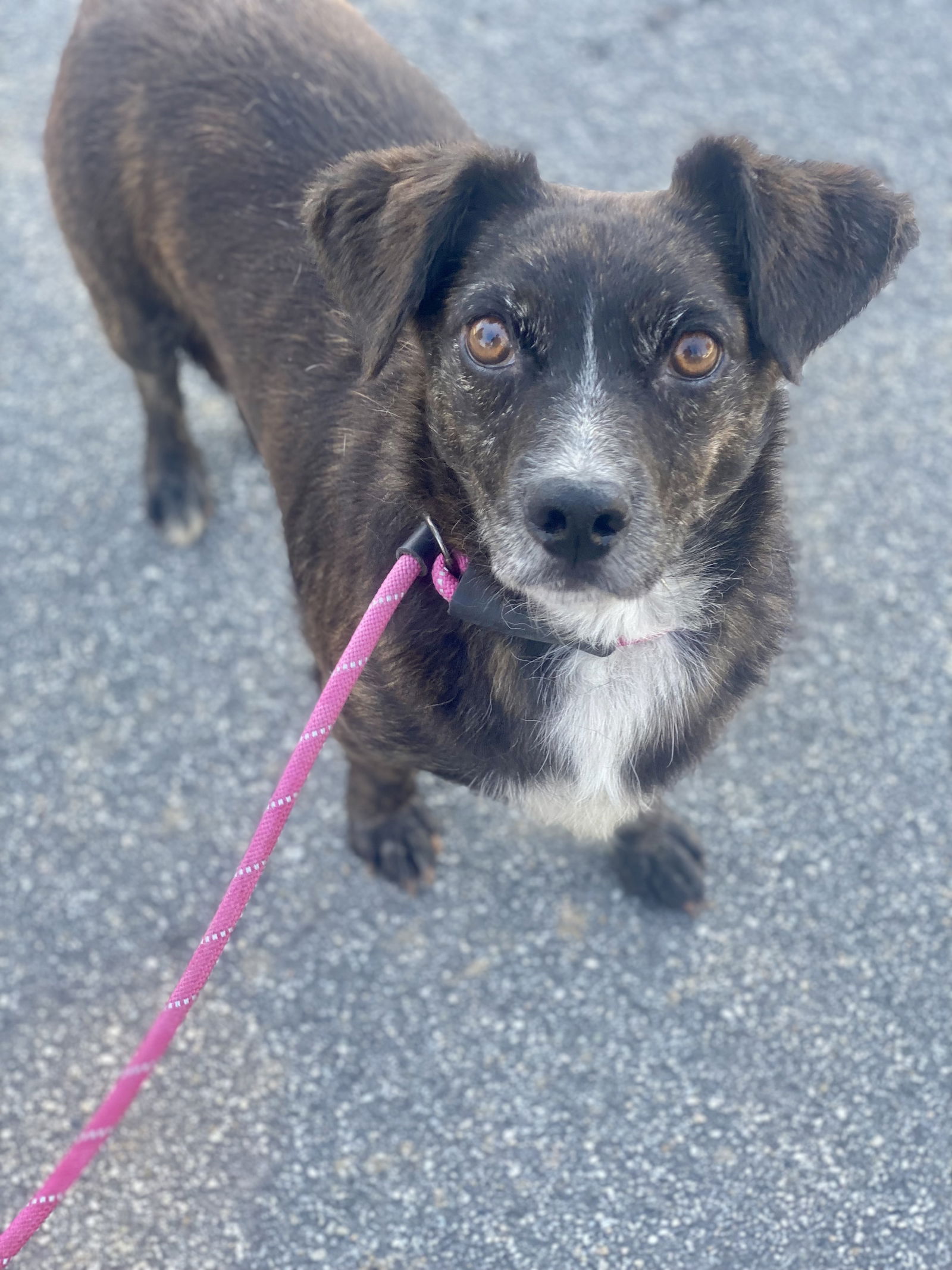 adoptable Dog in Costa Mesa, CA named Vegas