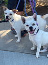 adoptable Dog in Costa Mesa, CA named Thelma & Louise