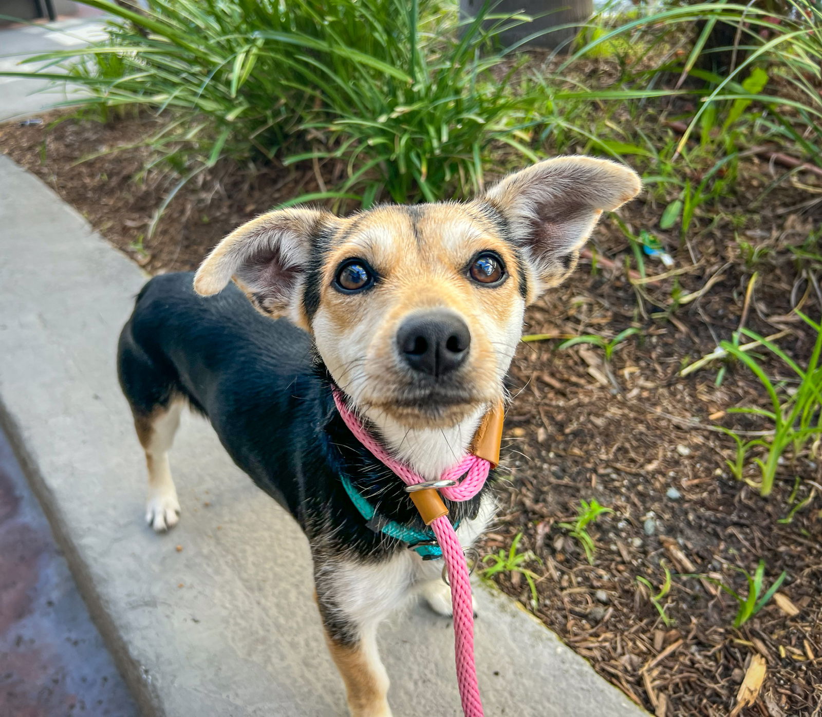 Dog for Adoption - Kiwi, a Chihuahua in Murrieta, CA | Alpha Paw