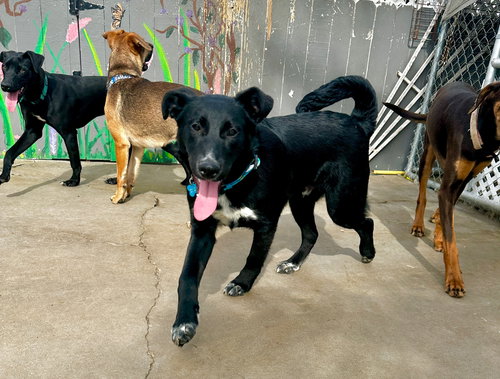 MICA - Labrador Retriever / Australian Kelpie available for adoption