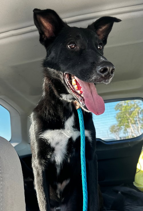 MICA - Labrador Retriever / Australian Kelpie available for adoption