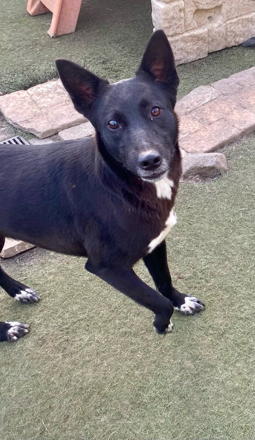 IRIS - Labrador Retriever / Australian Kelpie available for adoption