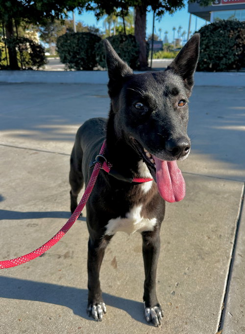 IRIS - Labrador Retriever / Australian Kelpie available for adoption