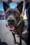 adoptable Dog in  named Panda