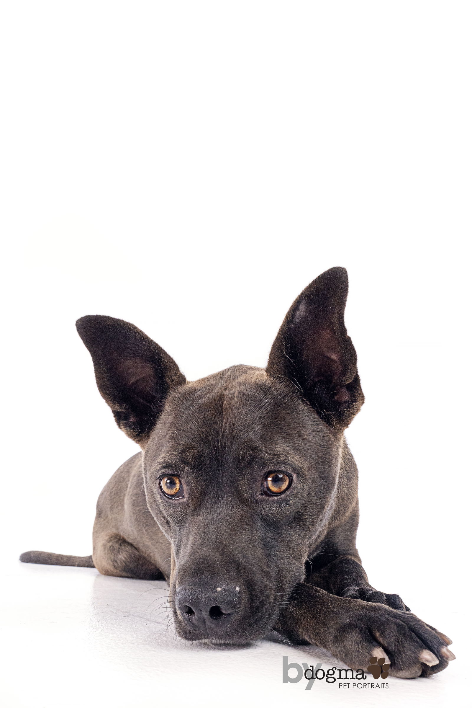 adoptable Dog in Tustin, CA named Panda