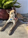adoptable Dog in newport beach, CA named Bailey