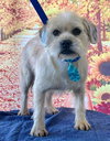 Chewy *Courtesy Post* - Photo 1