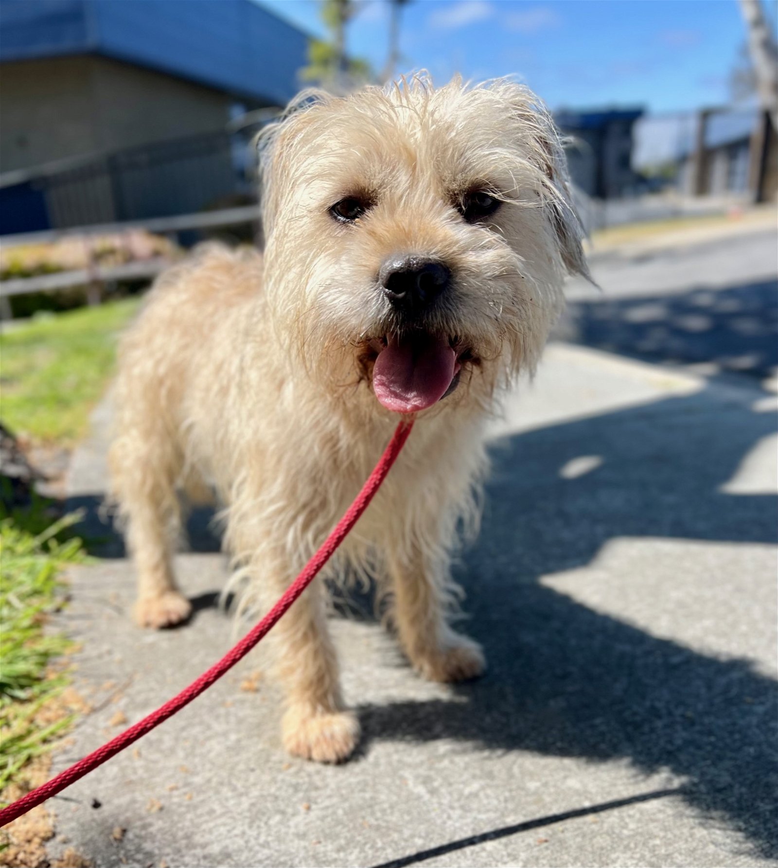 adoptable Dog in Newport Beach, CA named Chewy *Courtesy Post*