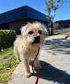 Chewy *Courtesy Post* - Photo 3
