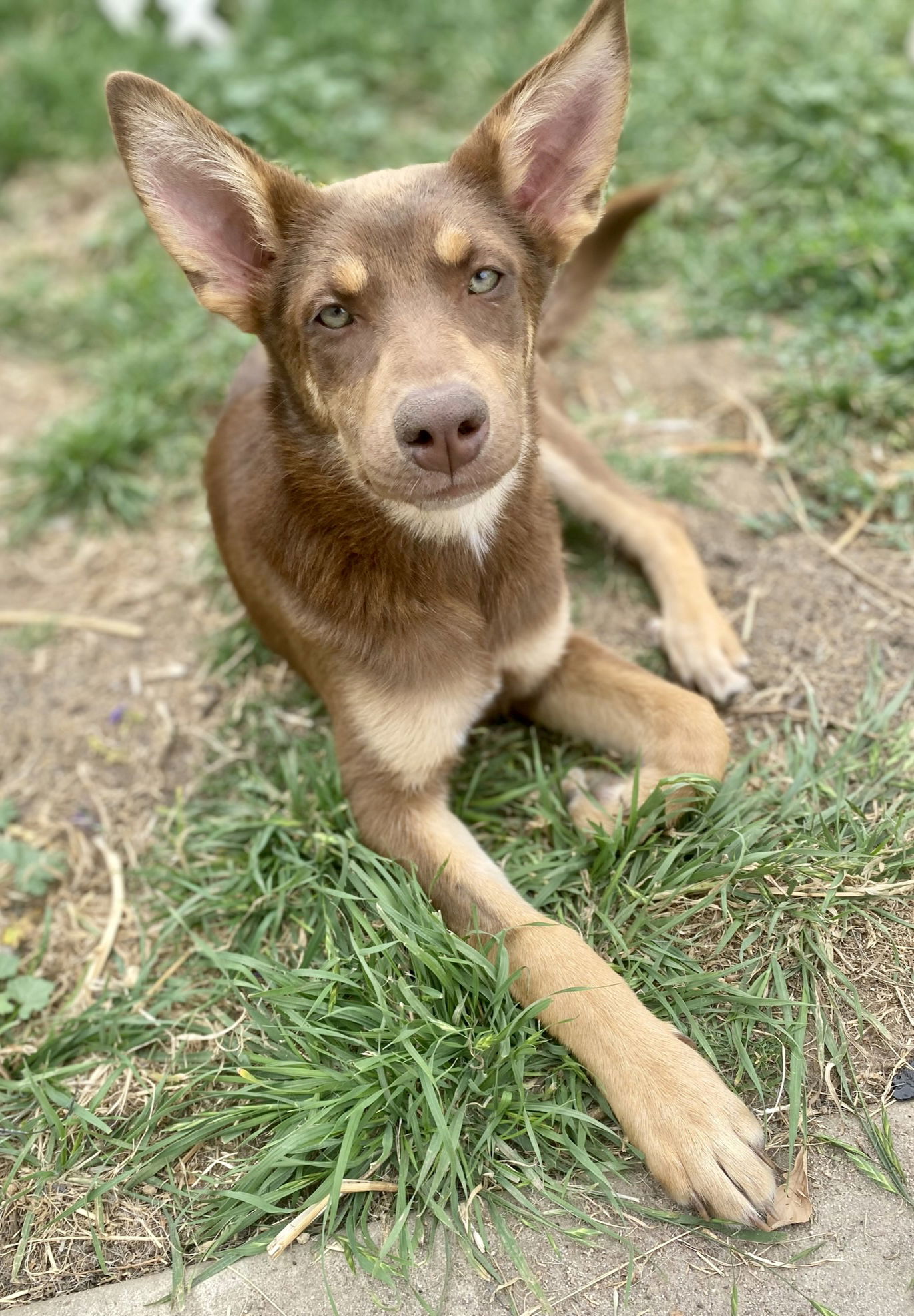 Dog for Adoption - Sedona, a Australian Shepherd in Huntington Beach ...