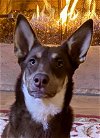 adoptable Dog in tustin, CA named Sedona