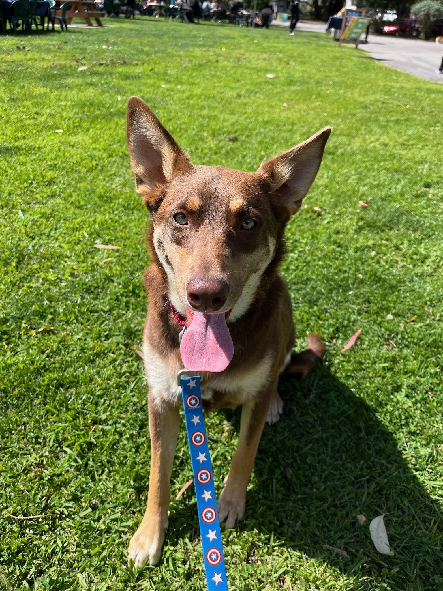 adoptable Dog in Tustin, CA named Sedona
