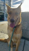 adoptable Dog in Costa Mesa, CA named Savannah