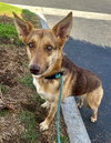Savannah - Photo 2