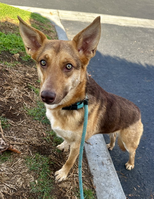 SAVANNAH - Australian Kelpie available for adoption