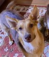 adoptable Dog in tustin, CA named Savannah