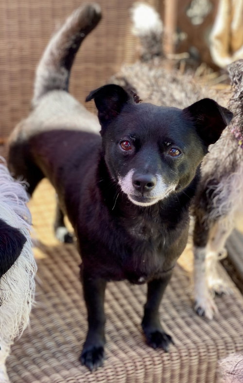 PANTHER - Schipperke / Chihuahua available for adoption