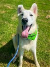 adoptable Dog in newport, OR named Comet