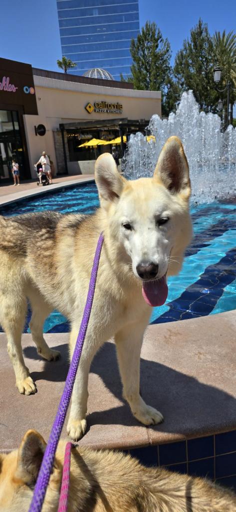 adoptable Dog in Newport Beach, CA named Comet - goofball 1