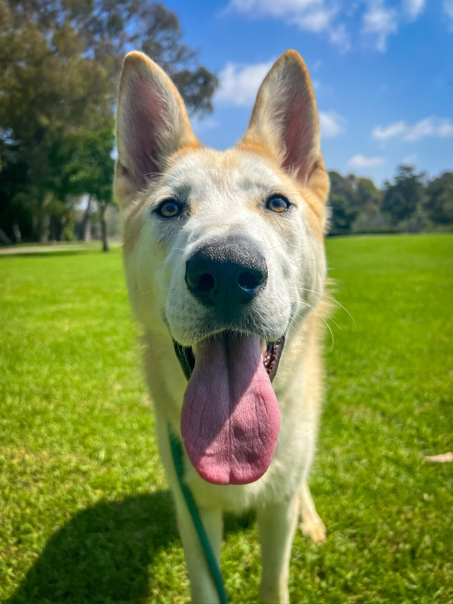 adoptable Dog in Newport Beach, CA named Dumb&Dumber- Lloyd