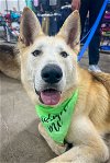 adoptable Dog in newport, OR named Cody