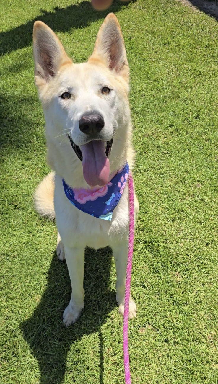 adoptable Dog in Newport Beach, CA named Cody / Goofball2