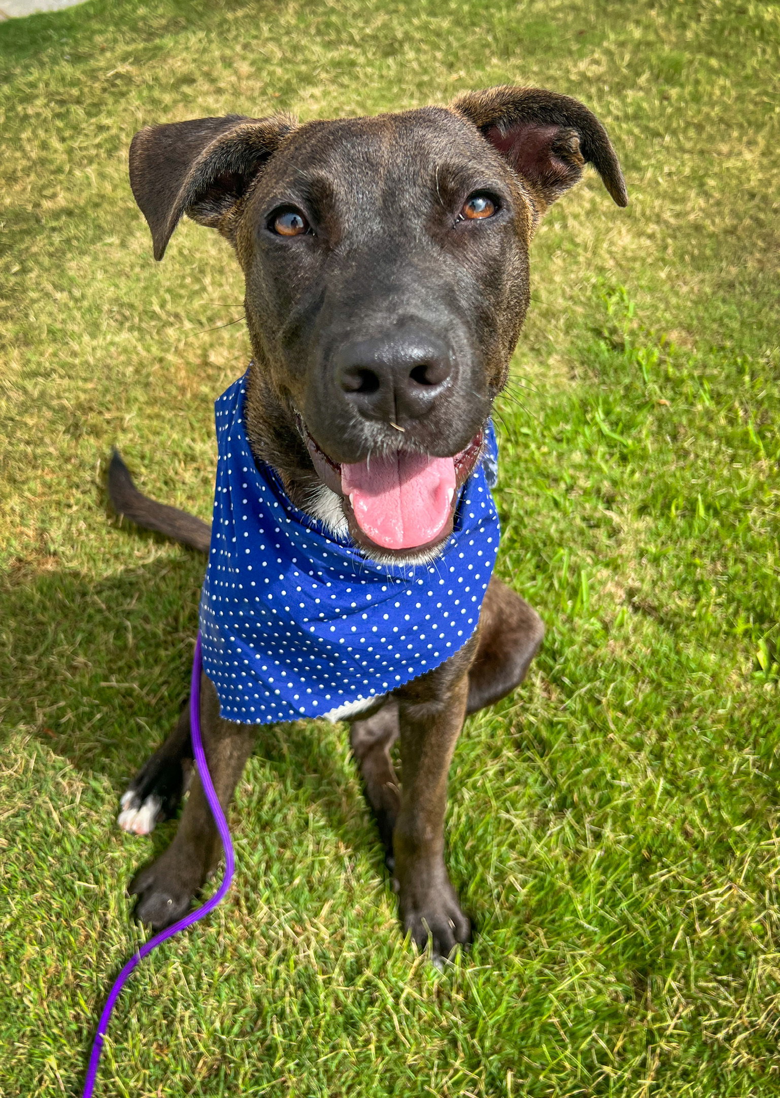 Dog adoption in Costa Mesa, CA 92626 Labrador Retriever (short coat