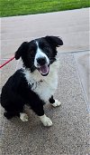 adoptable Dog in newport, OR named MooMoo