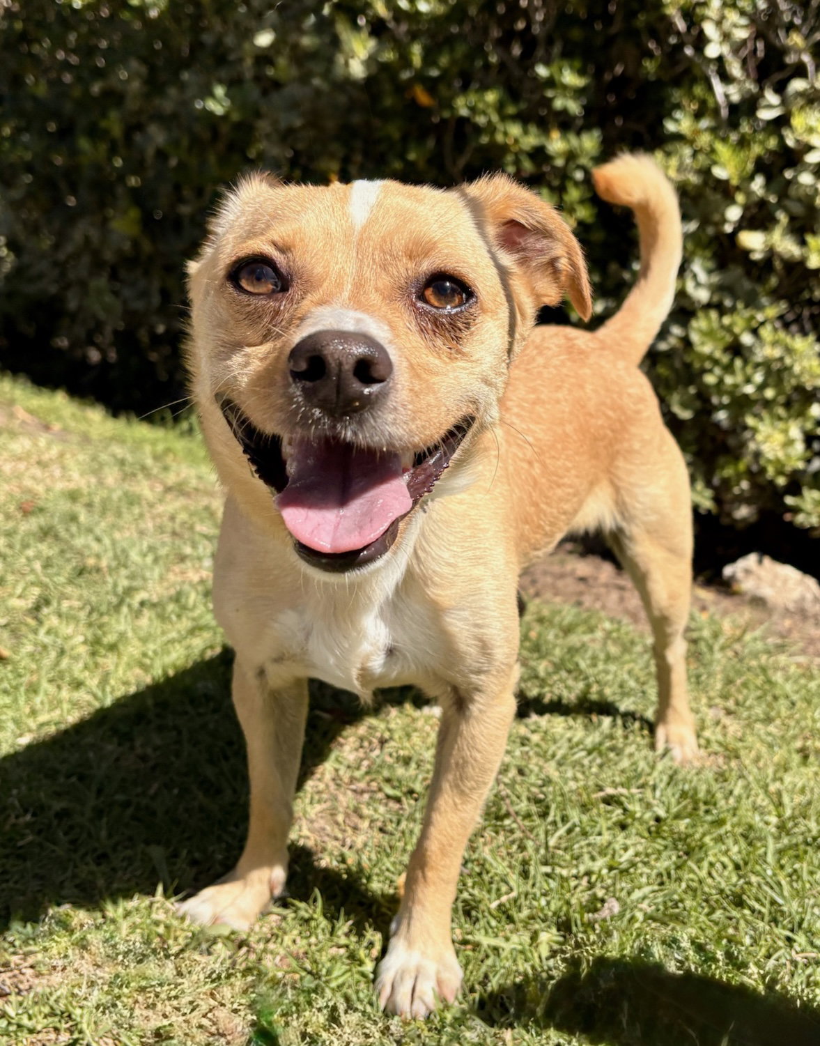 Chihuahua