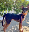 adoptable Dog in Newport Beach, CA named Maddox *Courtesy Post*