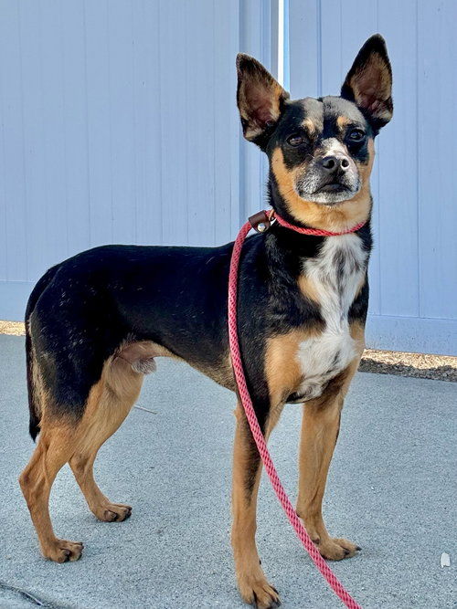 MADDOX *COURTESY POST* - Miniature Pinscher available for adoption