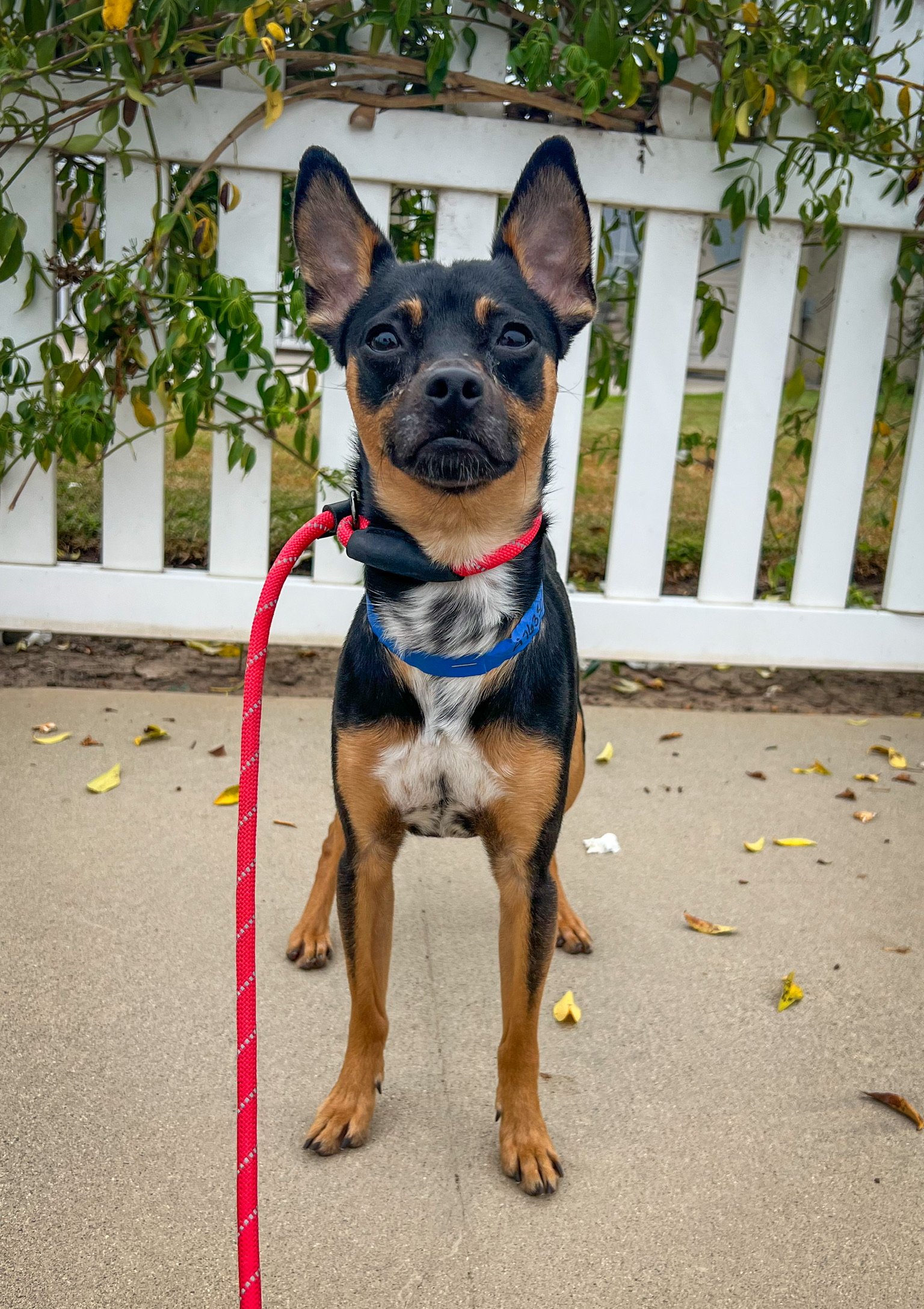 adoptable Dog in Newport Beach, CA named Maddox *Courtesy Post*