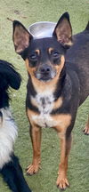 adoptable Dog in Newport Beach, CA named Maddox *Courtesy Post*