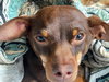 Dodger - Photo 2