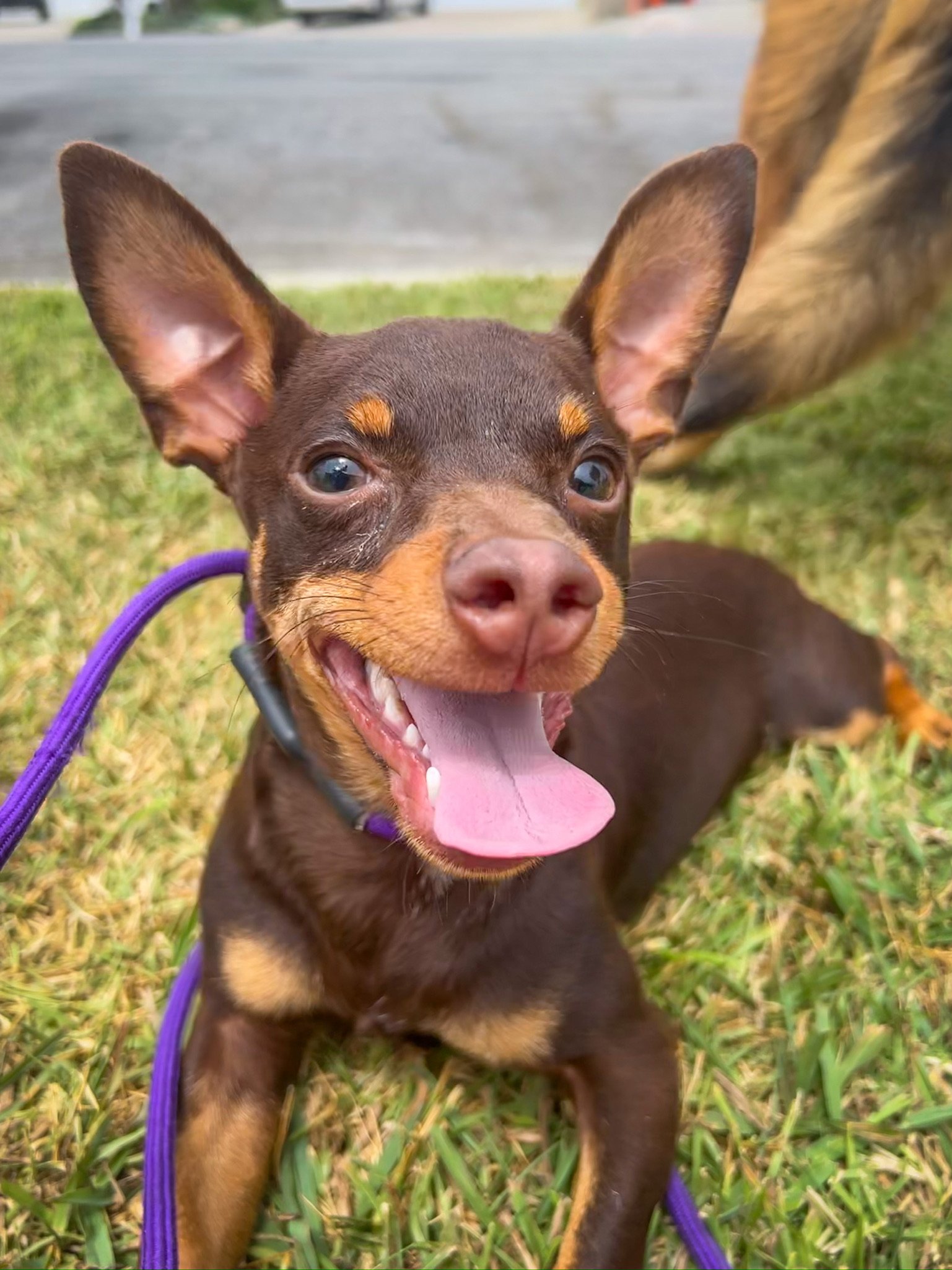 adoptable Dog in Newport Beach, CA named Dodger