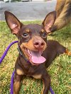 adoptable Dog in newport beach, OR named Dodger