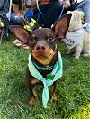 adoptable Dog in newport, OR named Dodger