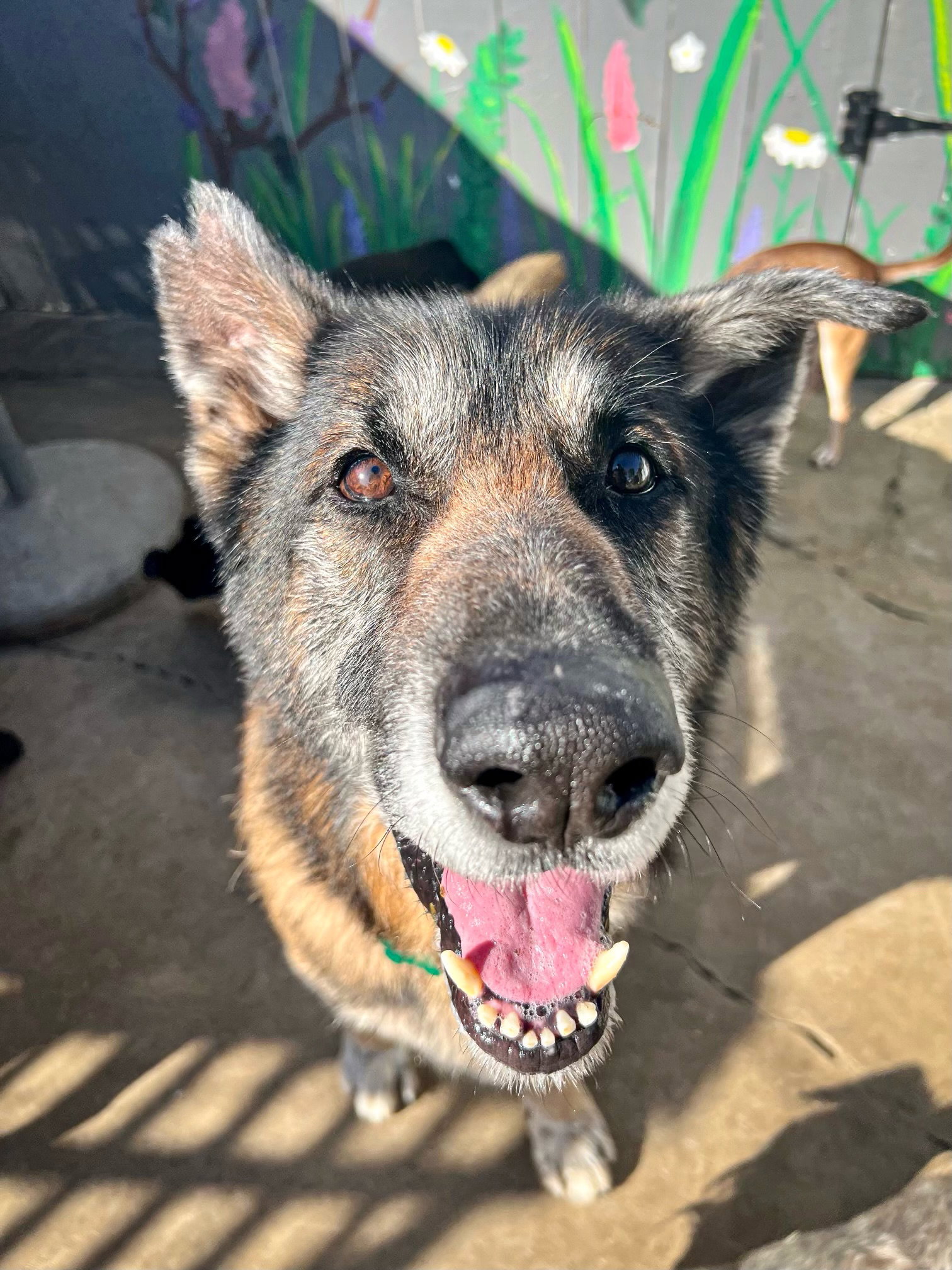 Dog adoption in Newport Beach, CA 92660 German Shepherd Dog (long coat) Dog "Eddie *Courtesy Post*"