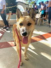 Foxy - Photo 2
