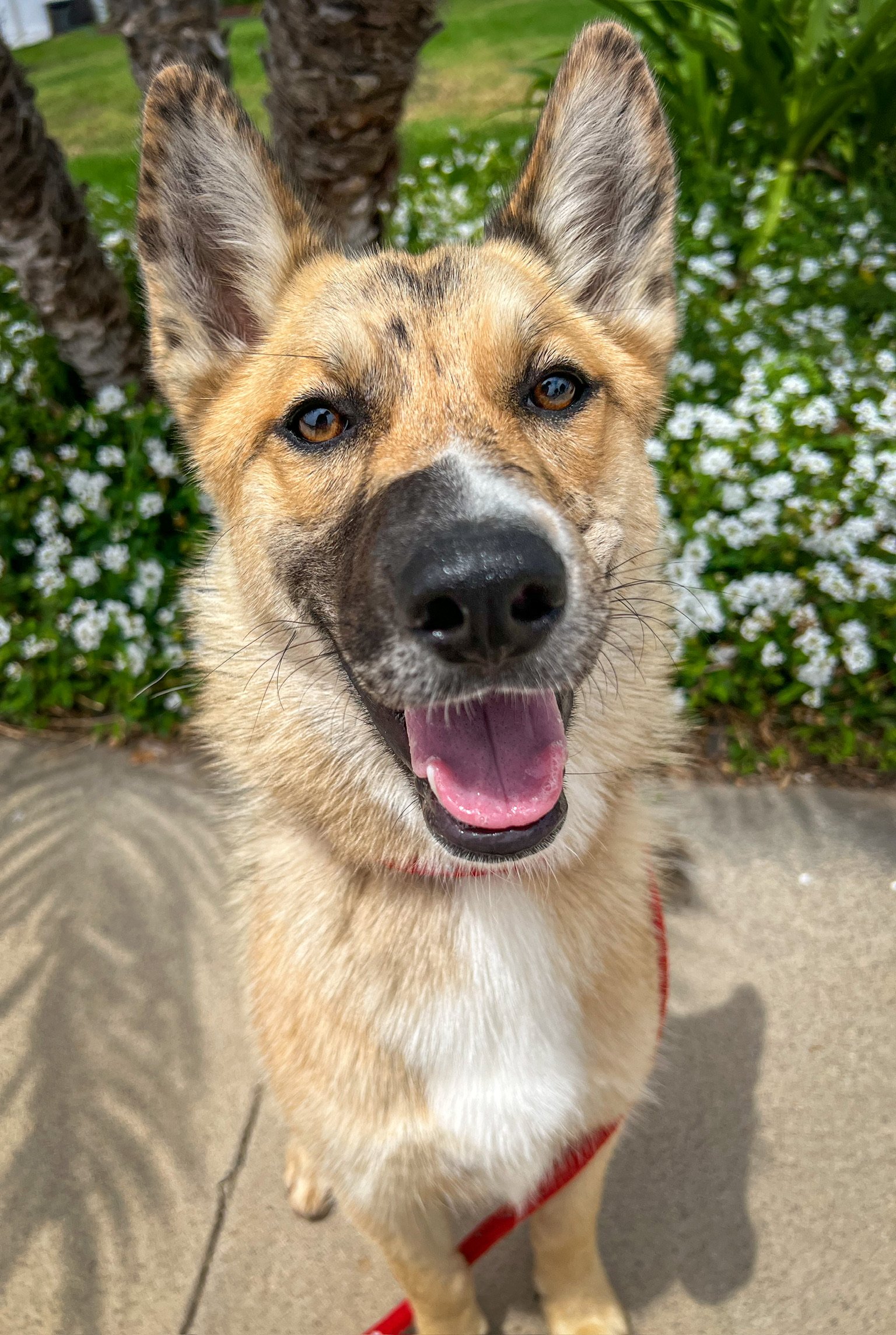 adoptable Dog in Newport Beach, CA named Foxy