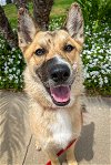 adoptable Dog in newport, OR named Foxy