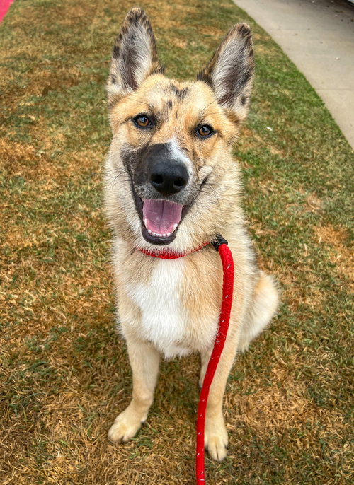 FOXY - Retriever / Australian Shepherd available for adoption