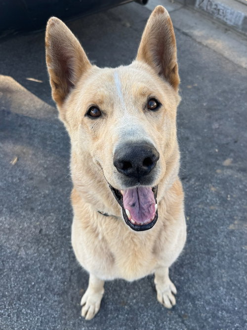 BIG BOY - Shepherd / German Shepherd Dog available for adoption